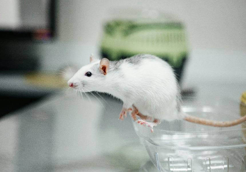 Se ve un ratón blanco